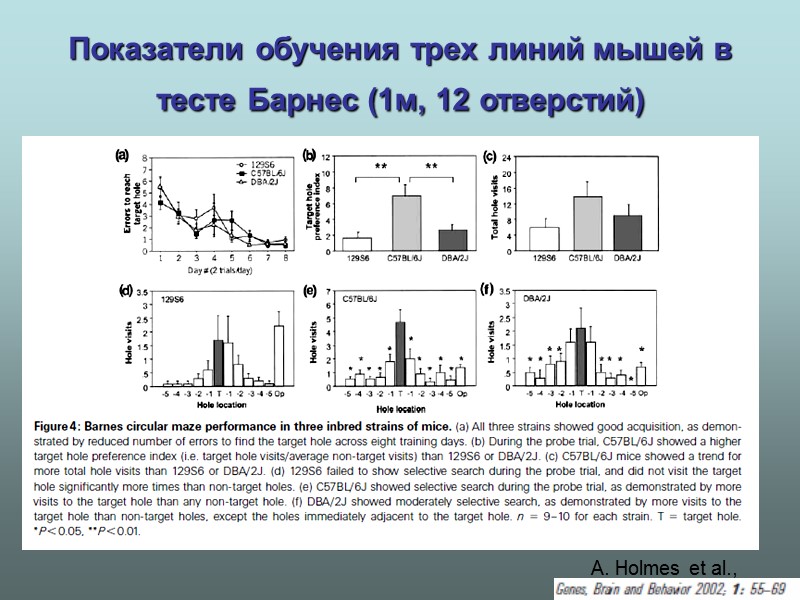 Показатели обучения трех линий мышей в тесте Барнес (1м, 12 отверстий)  A. Holmes